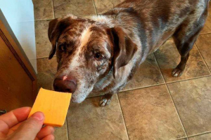 Mogu li hraniti sir?